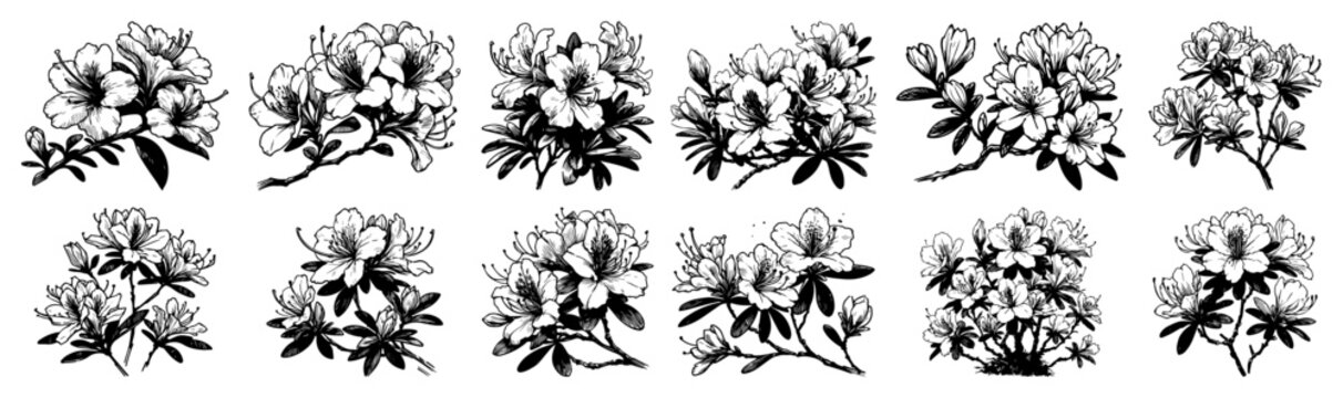 Rhododendron blossom clusters &ndash; intricate monochrome ink botanical illustration collection