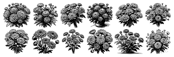 Achillea yarrow bouquet variations – feathery herbal flower heads in detailed vintage ink illustration set © Luka
