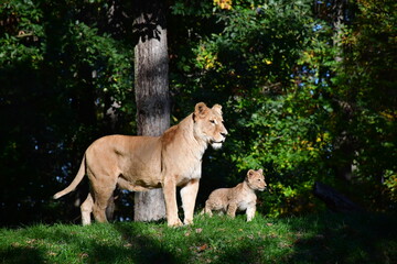 Fototapeta premium lion cub in the zoo