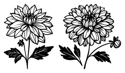 Stylized dahlia duo with leaves – bold graphic floral illustration in high‑contrast monochrome