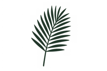 Palm leaf frond illustration on transparent background, tropical plant for botanical design elements and decoration