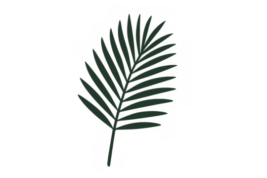 Palm leaf frond illustration on transparent background, tropical plant for botanical design elements and decoration - Powered by Adobe