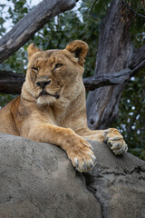 Naklejka premium Portrait of a resting lioness (Panthera leo)