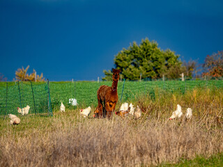 Freilaufende Hühner und Lamas an einem Hühnerwagen