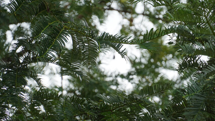 The Lush and Vibrant Greenery of Nature Featuring Beautiful Foliage and Soft Light Chiang Mai 