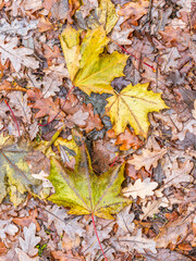 Orange and yellow fallen leaves in the sunlight.