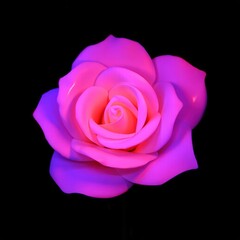 Vibrant Pink Rose Isolated Black Background