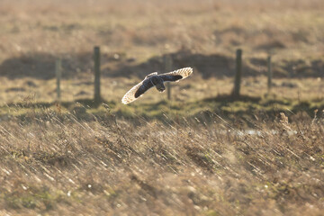 Short Eared Owl hunting in grassland. County Durham, England, UK.