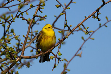 Yellowhammer perched in a tree with a blue sky background, County Durham, England, UK.