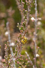 Golden Dung Fly sat on a Heather plant.
