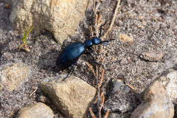 Close up image of a Violet Oil Beetle