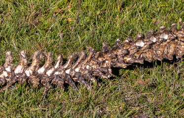 A piece of the spine of an animal that was eaten by wolves