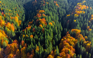 A colorful mixed forest in autumn