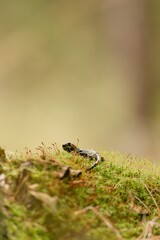 Fire salamander (Salamandra salamandra) resting on mossy forest floor surrounded by sporophytes