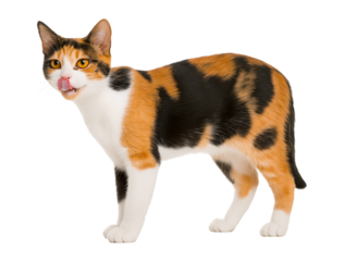 Alert Calico Cat Licking Lips isolated on a transparent background