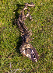 The remains of a dog that was eaten by wolves