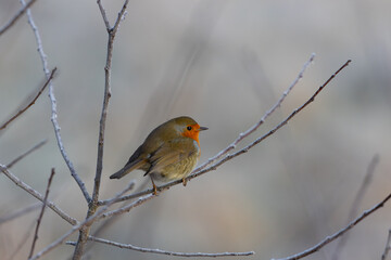 Winter scene with a Robin perched on a twig.