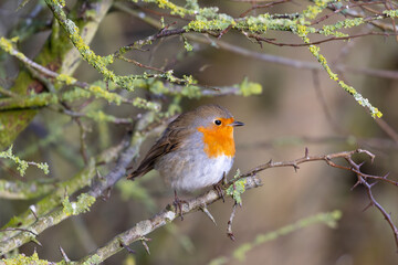 Robin posing in lovely morning light.