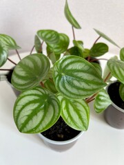 Watermelon Peperomia leaves pattern grown at indoor house plants,Leaves of decorative houseplant Watermelon Peperomia.selectiv focus.