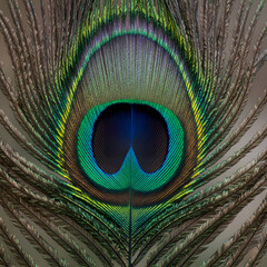 Obraz premium Extreme macro close up of a vibrant iridescent peacock feather eye