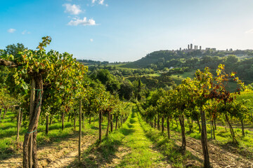 Obraz premium Vineyard Rows Leading to San Gimignano Skyline, Tuscany