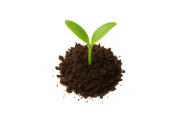 Green seedling growing from mound of soil, symbolizing new life, growth, ecology, and environmental care