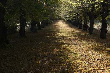 Naklejka premium a tree-lined path blanketed with fallen leaves