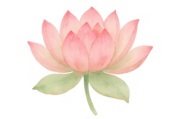 Pink lotus flower watercolor illustration on transparent background symbolizing purity, beauty, and spirituality