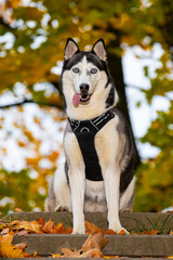Siberian Husky sitting on the road in an autumn park