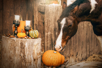 Brown and white Pinto horse sniffing pumpkins and candles in rustic barn autumn scene with warm...