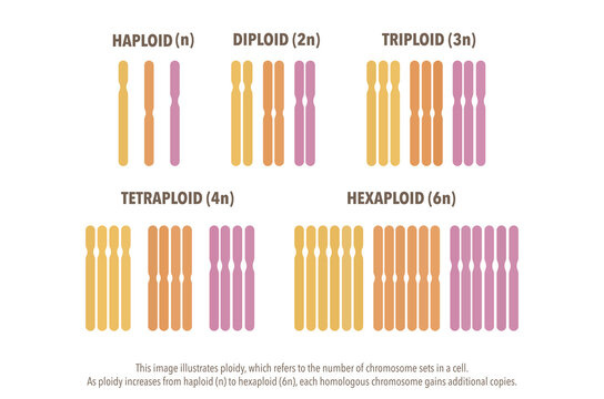 Educational biology infographic illustrating haploid, diploid, triploid, tetraploid, and hexaploid chromosome sets. Colorful genetics diagram for teachers, students, textbooks, and science posters.
