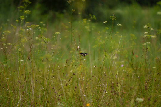 A beautiful Black Swallowtail butterfly, feeding on native wildflower pollen in a meadow - Powered by Adobe