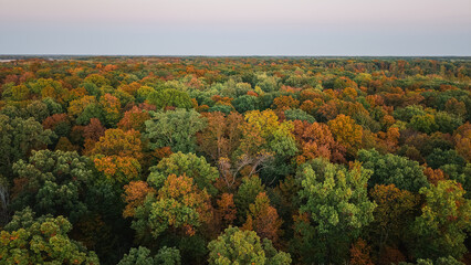 Drone view of a vast forest covered in vibrant autumn foliage in shades of green, orange, and red....