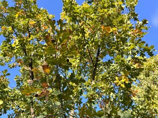 Green and yellow leaves of Quercus robur (English oak) with visible acorns under clear blue sky, showing the vitality of this classic deciduous tree in early autumn sunlight.