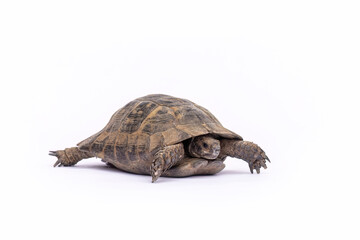Greek tortoises (Testudo hermanni) shown isolated on white background, clean studio shot