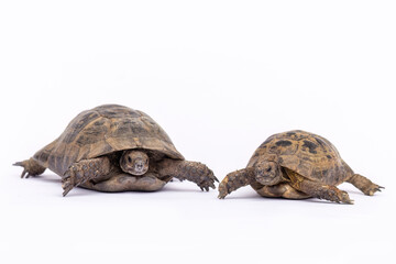 Greek tortoises (Testudo hermanni) shown isolated on white background, clean studio shot
