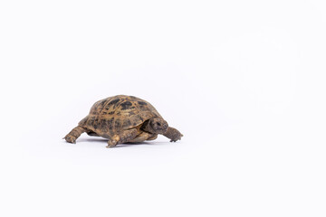 Greek tortoises (Testudo hermanni) shown isolated on white background, clean studio shot