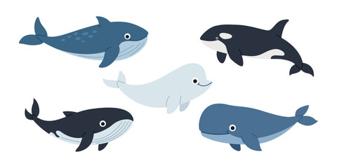 Set of five whales including blue whale orca beluga sperm whale and striped whale. Vector marine animal illustration showing ocean wildlife and educational sea life design