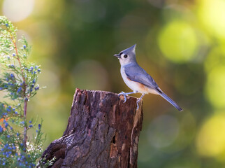 titmouse on stump