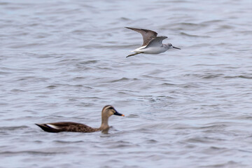 飛翔するアオアシシギ