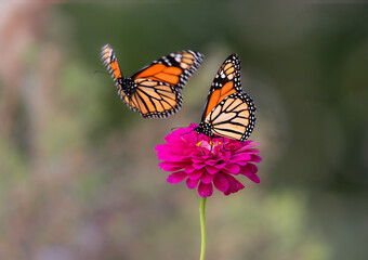 Obraz premium monarch butterfly on flower