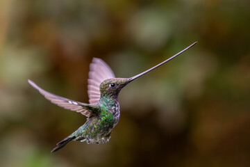 Sword-billed Hummingbird, Ensifera ensifera, popular long beak hummingbird in flight from Andean slopes of South America, Cusco, Peru.	
