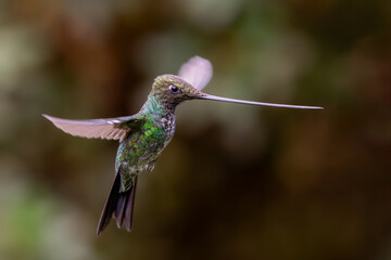 Sword-billed Hummingbird, Ensifera ensifera, popular long beak hummingbird in flight from Andean slopes of South America, Cusco, Peru.	
