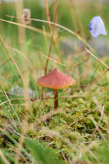 Small red mushroom on green moss in forest, Norway