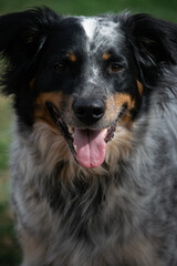 Smiling Blue Heeler Mix