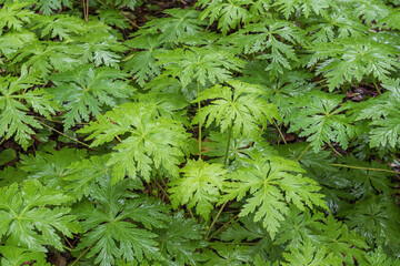Close macro texture of green fern leaves in the laurel forest of Anaga, Tenerife. Fresh wet foliage on the forest floor creates a detailed botanical pattern in a humid subtropical habitat.