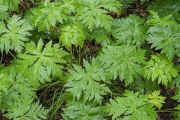 Close macro texture of green fern leaves in the laurel forest of Anaga, Tenerife. Fresh wet foliage on the forest floor creates a detailed botanical pattern in a humid subtropical habitat.