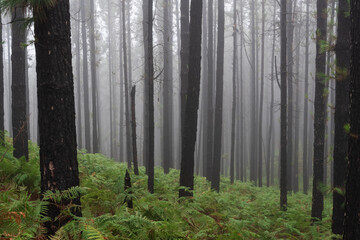 Naklejka premium Misty pine woodland landscape on Tenerife with lush green ferns covering the forest floor. Atmospheric fog, tall trunks, and rich foliage ideal for nature concepts and backgrounds.