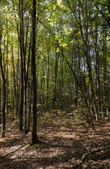 Naklejka premium Autumn colors along a forest trail in Brockville Ontario