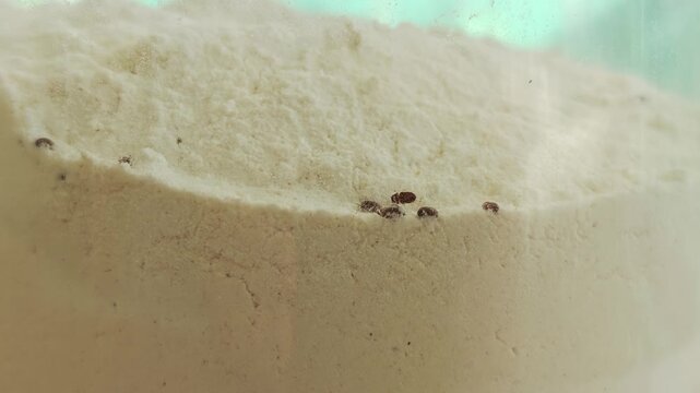 Infested flour in glass jar inside kitchen cabinet with brown beetles and weevils